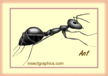 Ant in insectgraphics Archives
