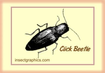 Click Beetle in insectgraphics Archives