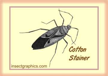Cotton Stainer in insectgraphics Archives