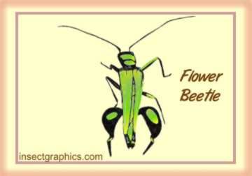 Flower Beetle in insectgraphics Archives