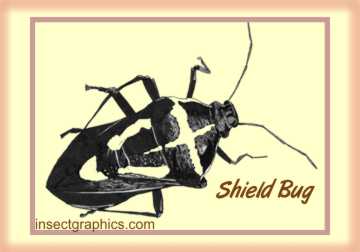 Shield Bug