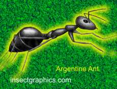 Ant