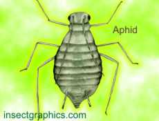 Aphid