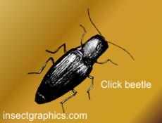 Click Beetle