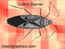 Cotton Stainer