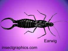 Earwig