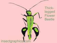 Thick-legged Flower Beetle