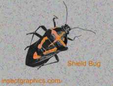 Shield Bug