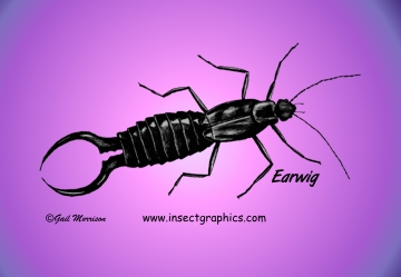 Earwig