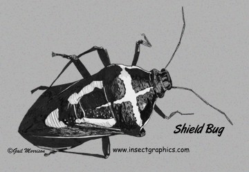 Shield Bug postcard
